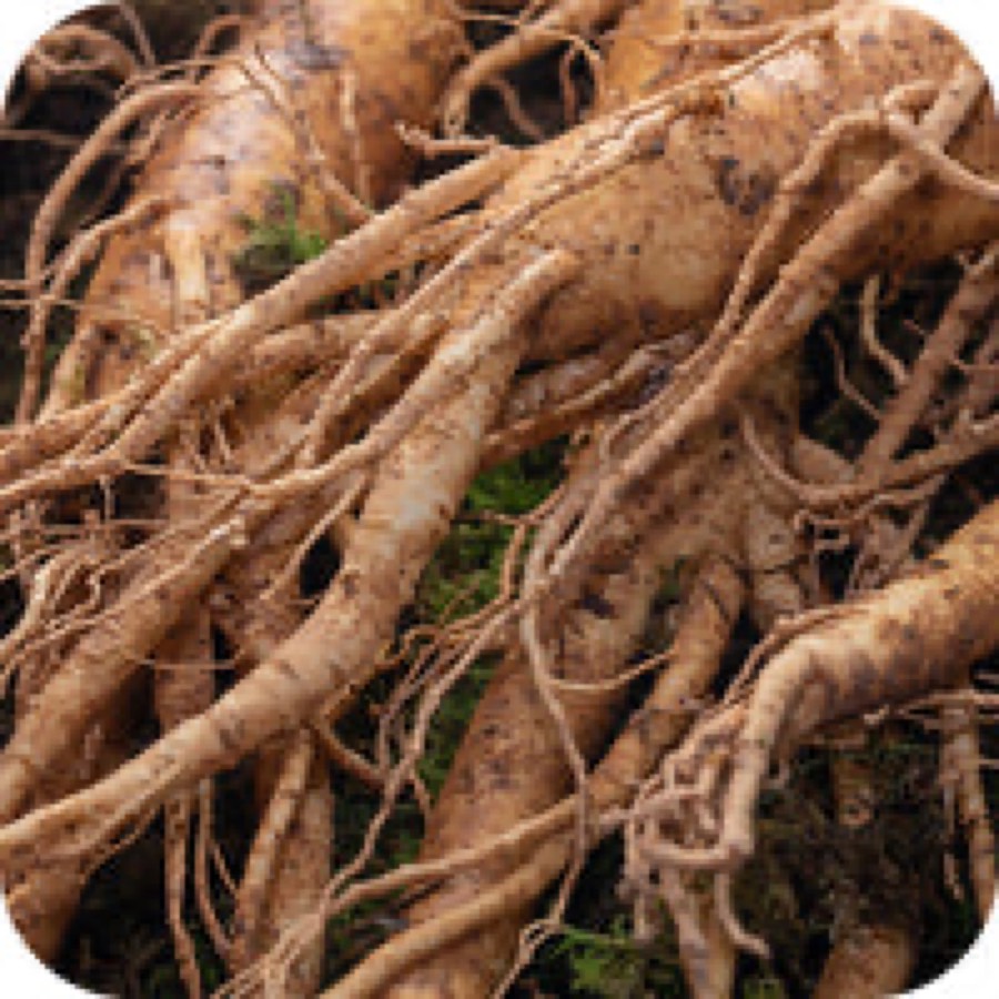 Ginseng