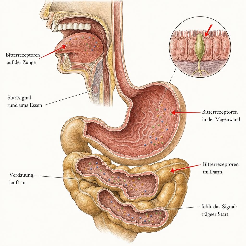 "Anatomische Lehrbuch-Illustration im Stil eines klassischen Anatomie-Atlas: Querschnitt durch Mund, Magen und oberen Da
