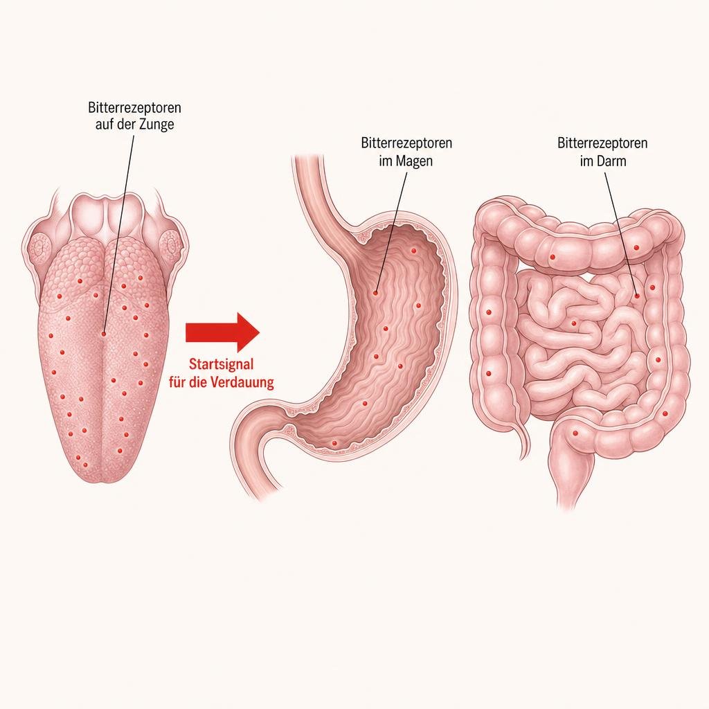 "Medizinische Illustration im Stil eines Gesundheitsmagazins, digital gesetzt, saubere Linien, zwei bis drei Farben: Que