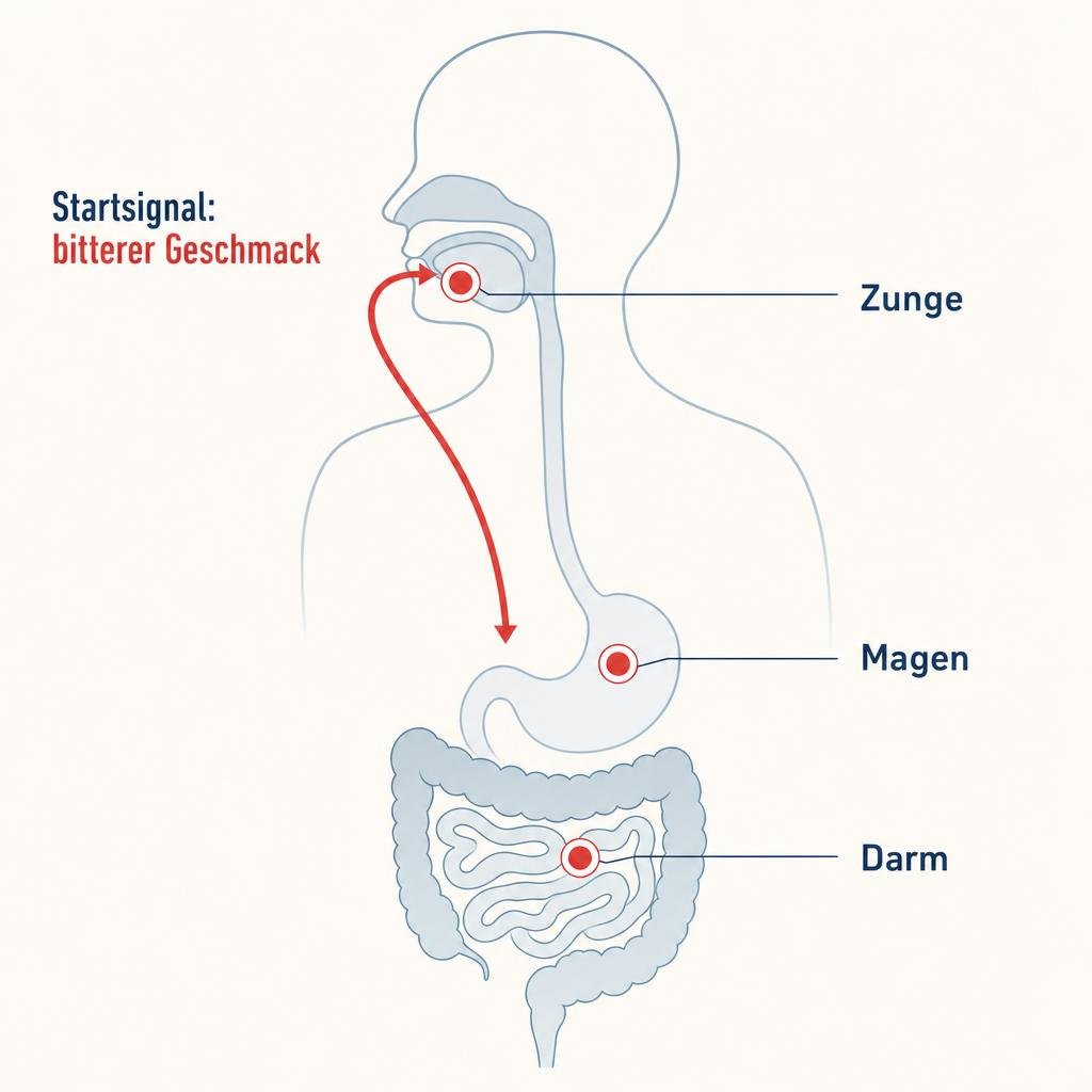 "Medizinische Illustration im Stil eines Gesundheitsmagazins, digital gesetzt, saubere Linien, zwei bis drei Farben, hel